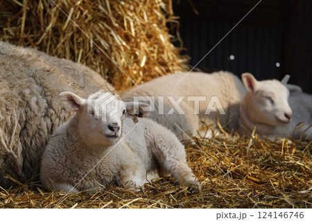 羊の親子 124146746