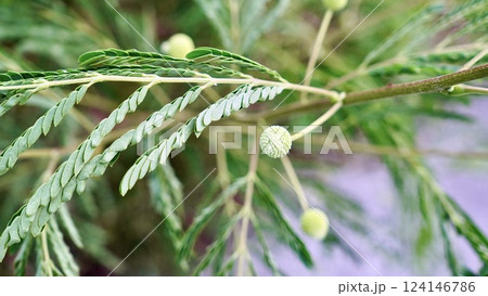 沖縄県八重山諸島西表島に群生するギンネム 124146786