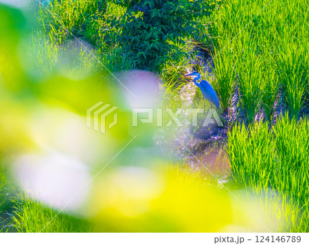 初夏の田んぼとアオサギ 124146789