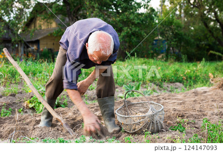 Elderly man digs up potatoes in autumn garden 124147093