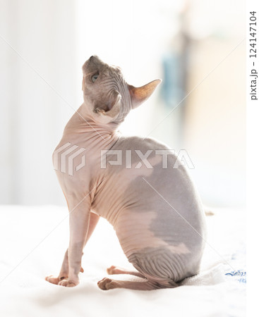 Portrait of sphinx cat on white background 124147104