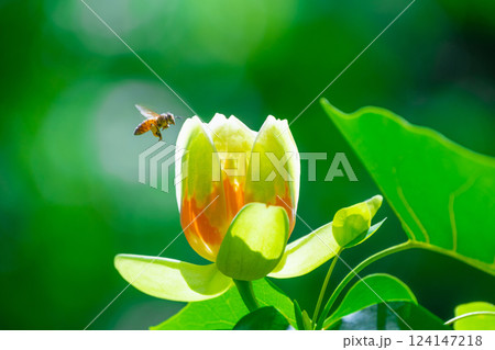 ユリノキの花と蜜蜂 ユリノキの花と蜜蜂 124147218