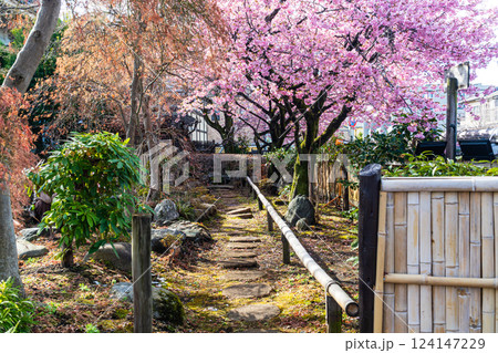 河津桜が咲き誇る八王子信松院 河津桜が咲き誇る八王子信松院 124147229
