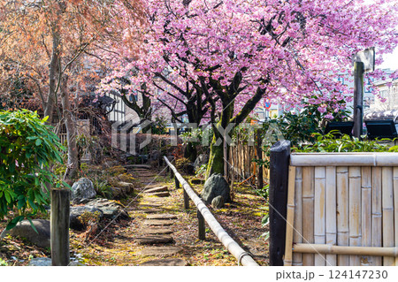 河津桜が咲き誇る八王子信松院 124147230