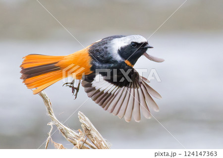 枯れ枝から飛び出そうとするジョウビタキ雄 124147363