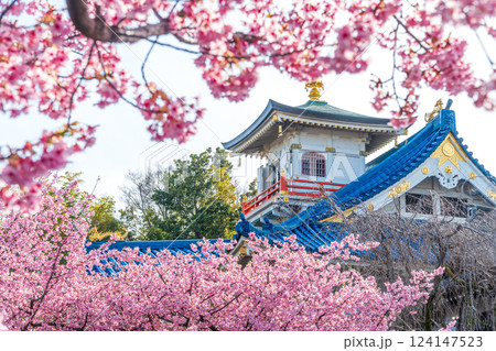 河津桜が咲き誇る八王子信松院 河津桜が咲き誇る八王子信松院 124147523