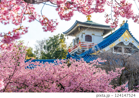河津桜が咲き誇る八王子信松院 124147524