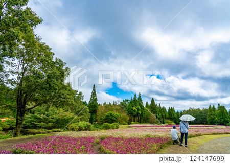 大分県竹田市 秋のくじゅう花公園の赤と白色が美しい千日紅の花畑 大分県竹田市 秋のくじゅう花公園の赤と白色が美しい千日紅の花畑 124147699