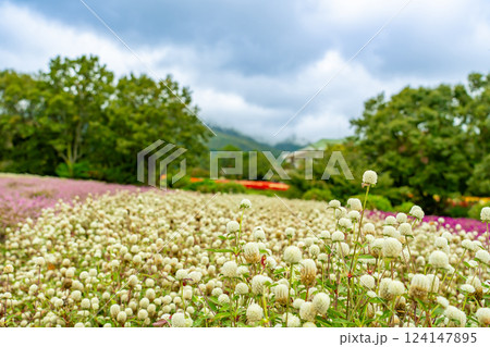 大分県竹田市　秋のくじゅう花公園の丸い白色が可愛らしい千日紅の花畑 124147895