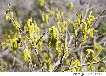 花粉症シーズンの「オオバヤシャブシ」 花粉症シーズンの「オオバヤシャブシ」 124147900