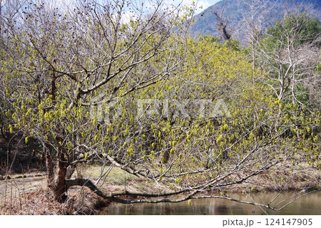 花粉症シーズンの「オオバヤシャブシ」 124147905