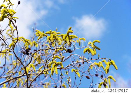 花粉症シーズンの「オオバヤシャブシ」 124147917