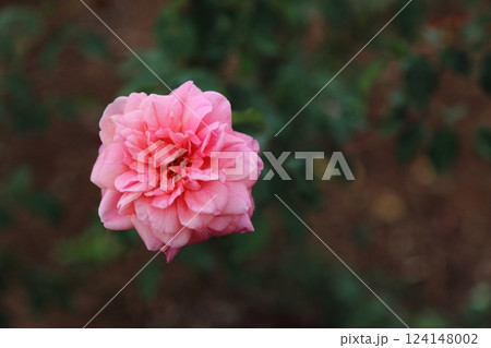 荒尾市 おもやい市民花壇 バラの花、 荒尾市 おもやい市民花壇 バラの花、 124148002