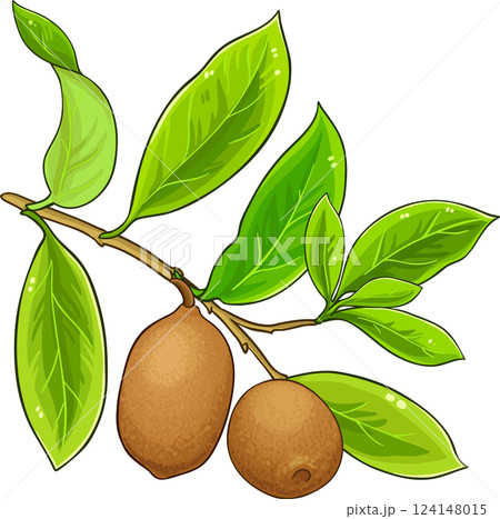 Cupuacu Branch with Fruits and Leaves Colored Detailed Illustration. Organic natural nutritional healthy food ingredient, vegetarian diet product. Cupuacu Branch with Fruits and Leaves Colored Detailed Illustration. Organic natural nutritional healthy food ingredient, vegetarian diet product. 124148015