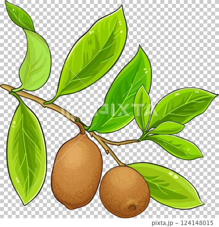 Cupuacu Branch with Fruits and Leaves Colored Detailed Illustration. Organic natural nutritional healthy food ingredient, vegetarian diet product. Cupuacu Branch with Fruits and Leaves Colored Detailed Illustration. Organic natural nutritional healthy food ingredient, vegetarian diet product. 124148015