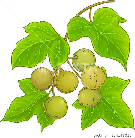 Kukui Branch with Fruits and Leaves Colored Detailed Illustration.  124148016