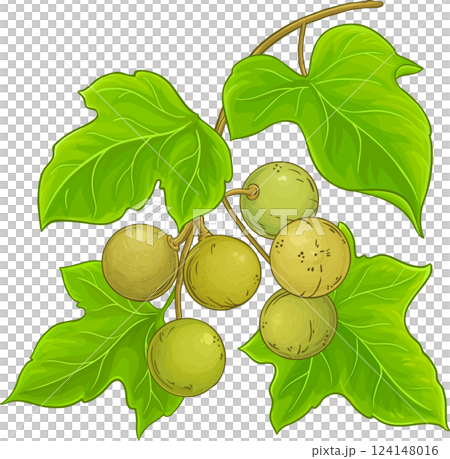 Kukui Branch with Fruits and Leaves Colored Detailed Illustration.  124148016
