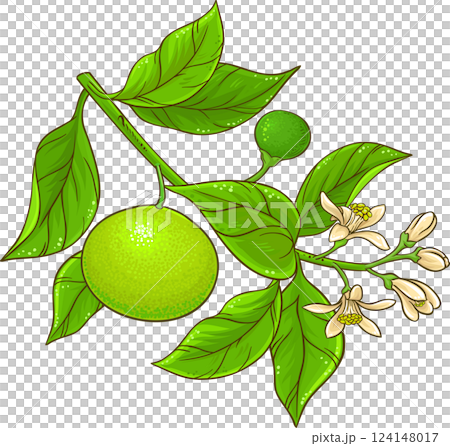 Tangerine Branch with Flowers, Fruits and Leaves Colored Detailed Illustration. Organic natural nutritional healthy food ingredient, vegetarian diet product. 124148017