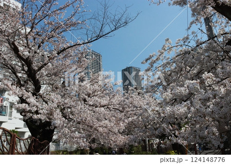 桜と高層マンション　武蔵小杉 124148776