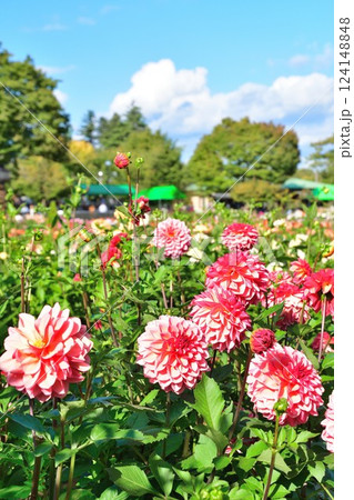 川西ダリア園の美しいダリア(山形県) 川西ダリア園の美しいダリア(山形県) 124148848