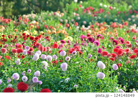 川西ダリア園の美しいダリア(山形県) 川西ダリア園の美しいダリア(山形県) 124148849