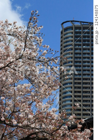 桜と高層マンション　武蔵小杉 124148875