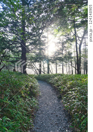 緑のトンネルを抜ける山道の光景③ 124148905