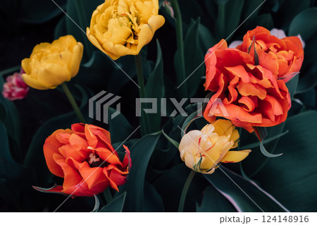 Tulips in bloom. 124148916