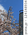 桜と高層マンション　武蔵小杉 124148934