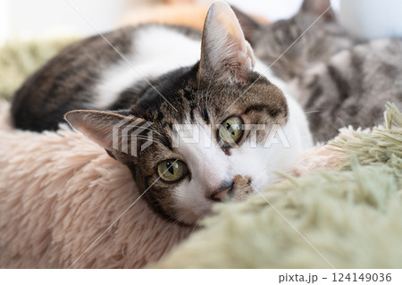 窓辺でくつろぐ猫　キジトラ白 124149036