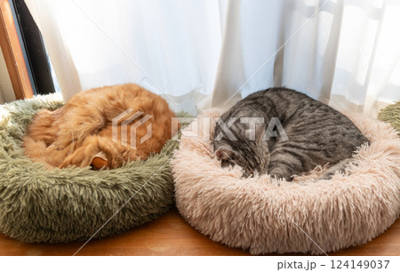 窓辺でくつろぐ二匹の猫 窓辺でくつろぐ二匹の猫 124149037