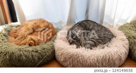 窓辺でくつろぐ二匹の猫 124149038