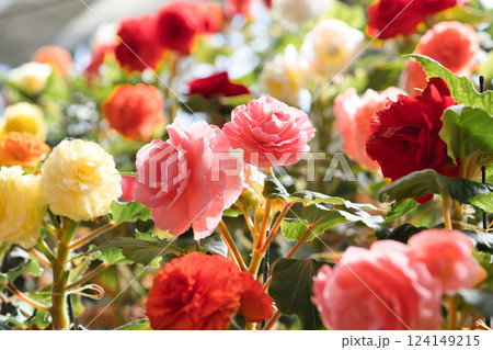 陽光に輝く美しい花々の競演② 124149215