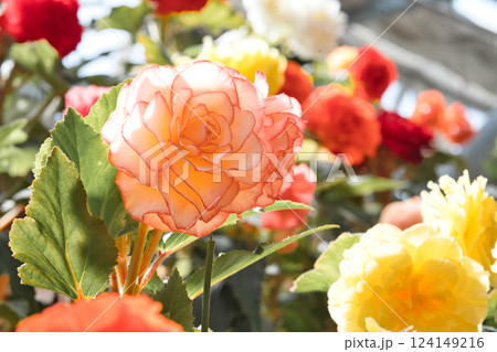 陽光に輝く美しい花々の競演① 陽光に輝く美しい花々の競演① 124149216