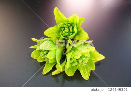 フキノトウ ふきのとう 蕗の薹 フキノトウ ふきのとう 蕗の薹 124149391
