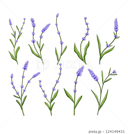 lavender set cartoon vector illustration lavender set cartoon vector illustration 124149431