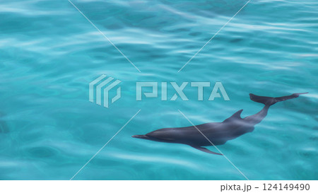 Dolphin swims underwater Dolphin swims underwater 124149490