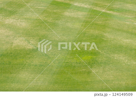 甲子園球場の芝生 124149509
