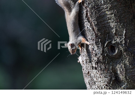 木に登るニホンリス 木に登るニホンリス 124149632