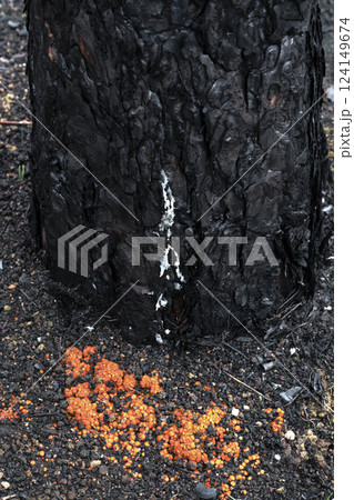 Wildfire damaging pine tree trunk and its surroundings in legarda, navarre, spain Wildfire damaging pine tree trunk and its surroundings in legarda, navarre, spain 124149674