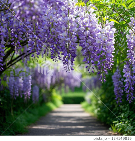 藤の花のある風景 124149819