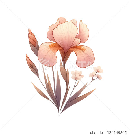 そっと咲く可愛い花菖蒲 124149845