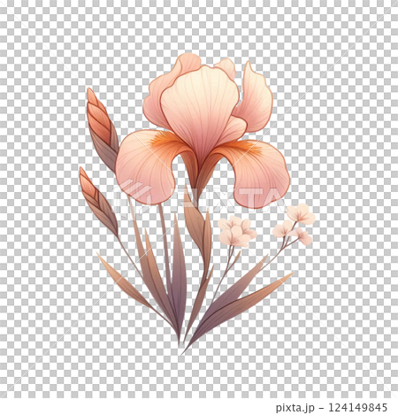 そっと咲く可愛い花菖蒲 124149845