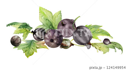 Currant gooseberry leaves heap bunch, ripe garden berry huckleberry juneberry casseille jostaberry. Isolated botanical illustration, watercolor hand drawn. Cookbook art, food craft packaging, grocery 124149954