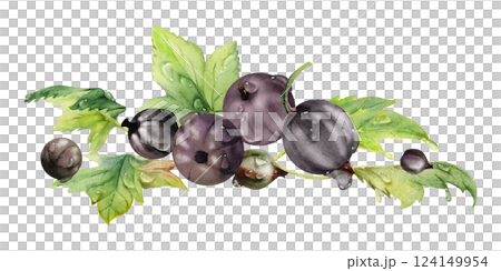 Currant gooseberry leaves heap bunch, ripe garden berry huckleberry juneberry casseille jostaberry. Isolated botanical illustration, watercolor hand drawn. Cookbook art, food craft packaging, grocery 124149954