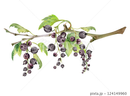 Currant gooseberry garden berry hanging on branches with green leaves in group clusters, hand drawn in watercolor. Isolated illustration for craft eco cosmetics, aroma candles, organic food jam labels 124149960