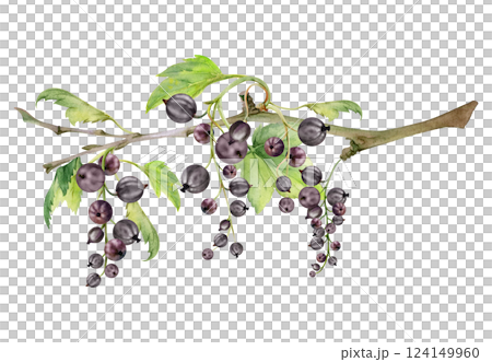 Currant gooseberry garden berry hanging on branches with green leaves in group clusters, hand drawn in watercolor. Isolated illustration for craft eco cosmetics, aroma candles, organic food jam labels 124149960