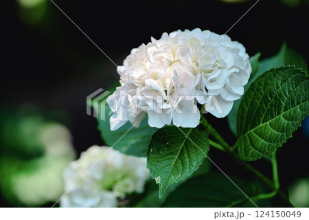 美しい紫陽花 美しい紫陽花 124150049
