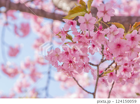 河津桜(アップ7） 2025 124150059