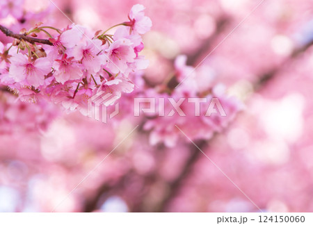 河津桜(アップ8) 2025 河津桜(アップ8) 2025 124150060